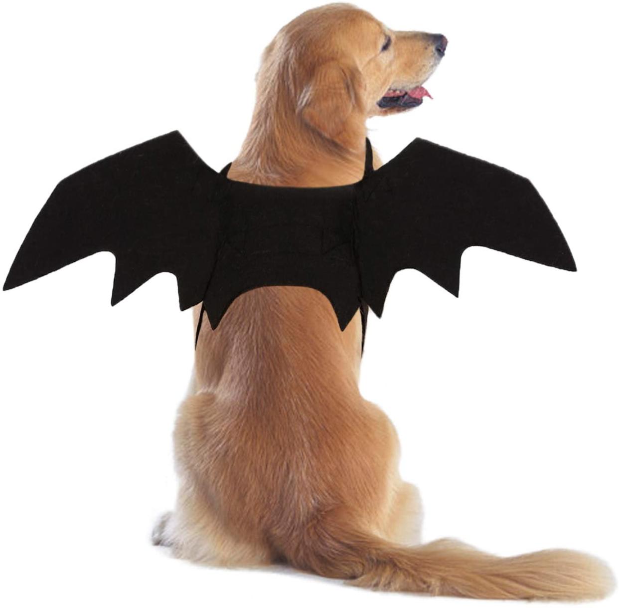 dog Halloween costumes rypet bat