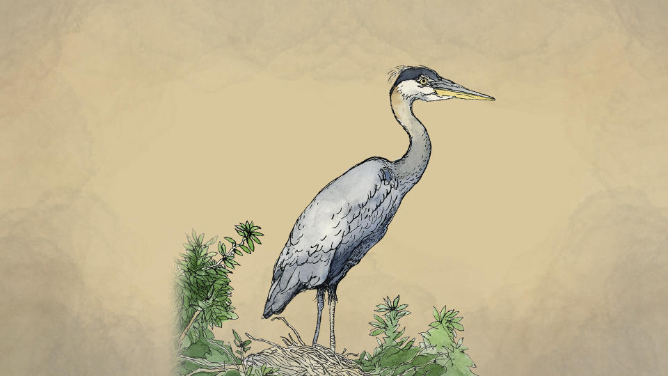 An illustration of a heron. (AP Illustration/Peter Hamlin)