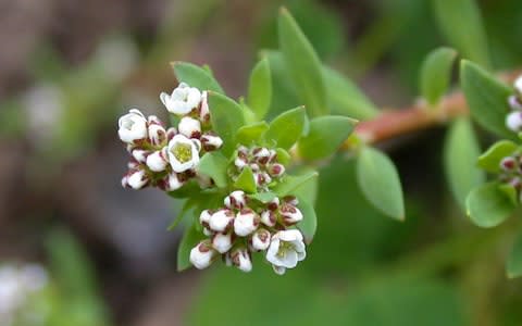 strapwort (Corrigiola litoralis), blooming - Credit: Alamy