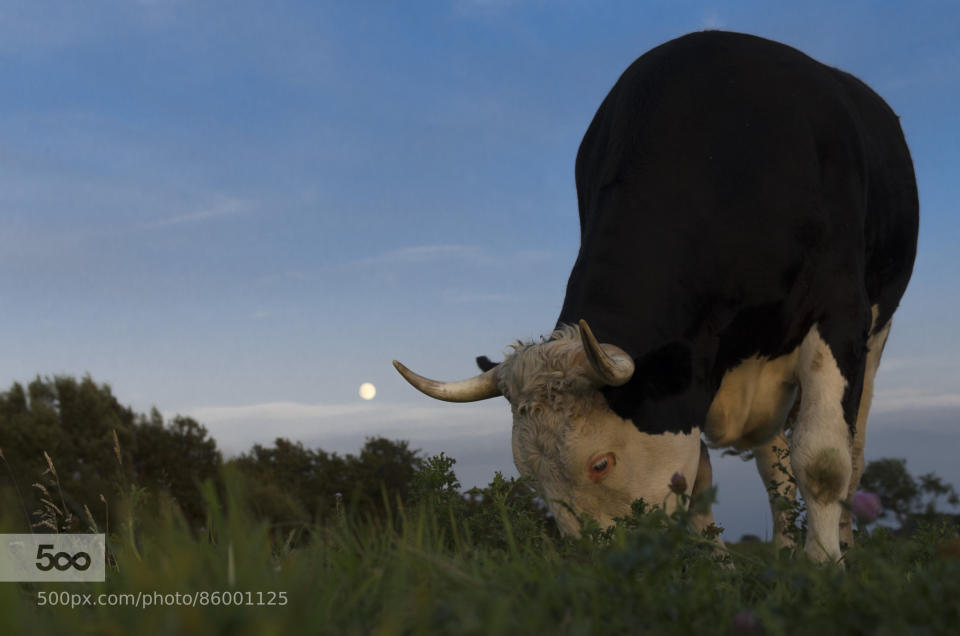 Mattis was born at âHof Butenlandâ â an animal sanctuary in Germany â because his mother Dina escaped from a dairy farm just a few days before he was born.  He just turned three, which means he is now fully grown up, but still spends most of the day together with Dina.