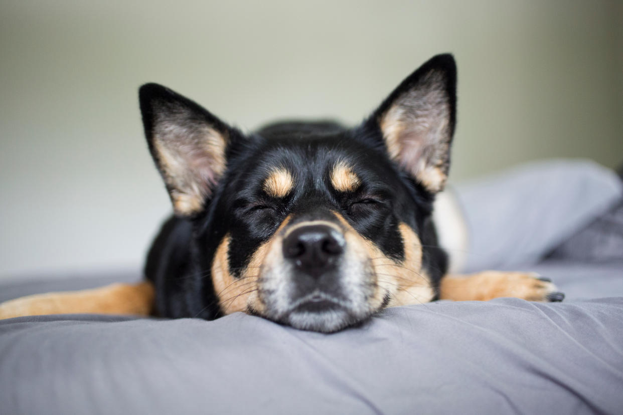 Una buena cama para perros es esencial para su descanso y si es resistente, también para tu tranquilidad... y bolsillo. Foto: Getty Images.