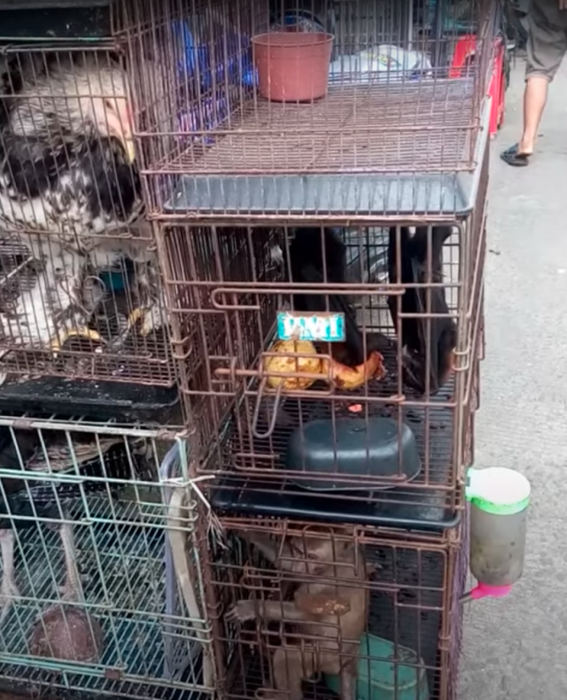 PETA video shows Asian wet markets still selling monkeys, bats