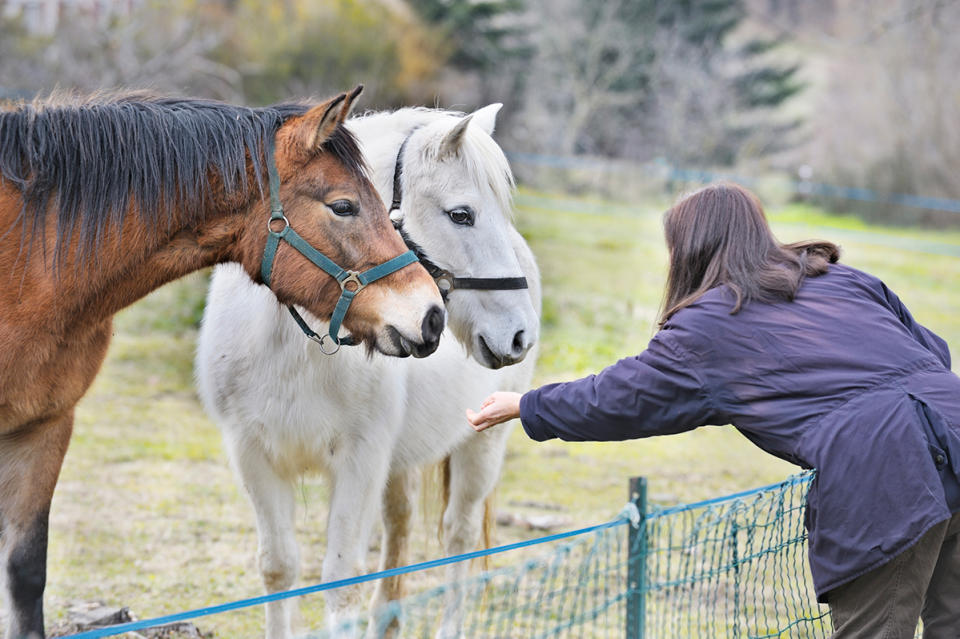 Woman leaning over a fence towards two horses.