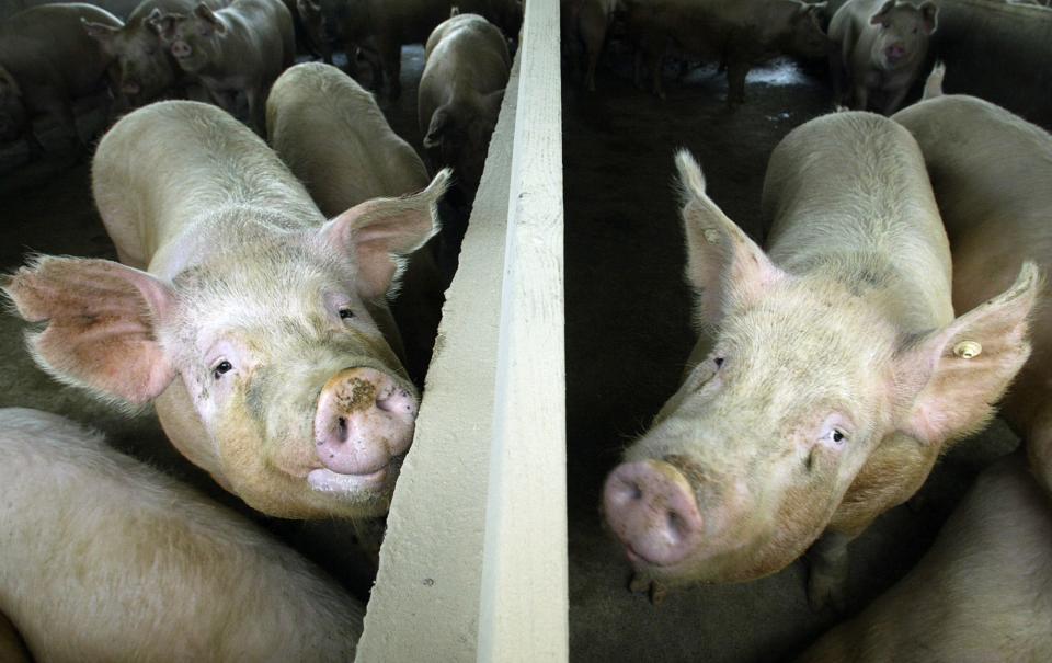 Opponents fear California's new animal welfare rules will force small hog producers out of business and raise pork prices for consumers.