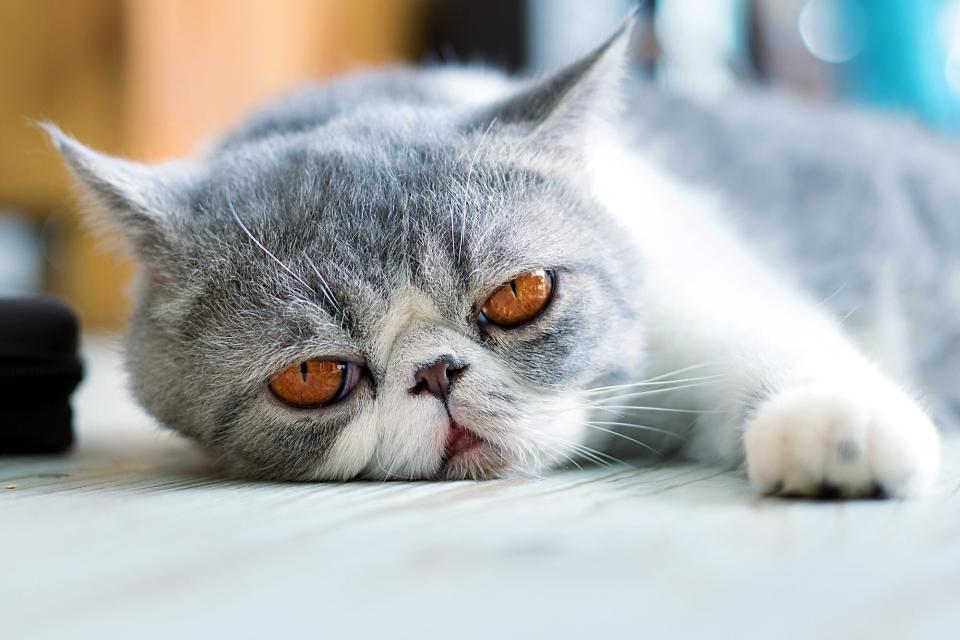 exotic shorthair orange eyes lying down