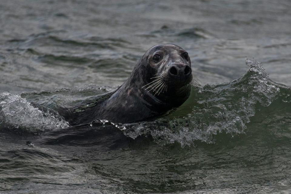 Seal Great Blasket