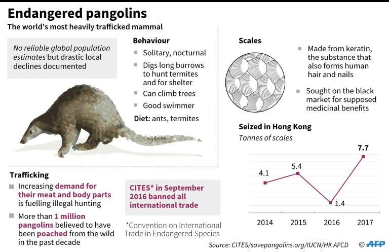 Graphic on pangolins, the world's most heavily trafficked mammals