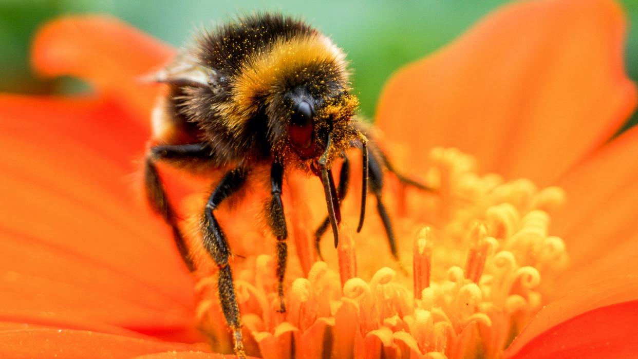  Bees might not have knees like ours, but their legs do have joints that help them move. 