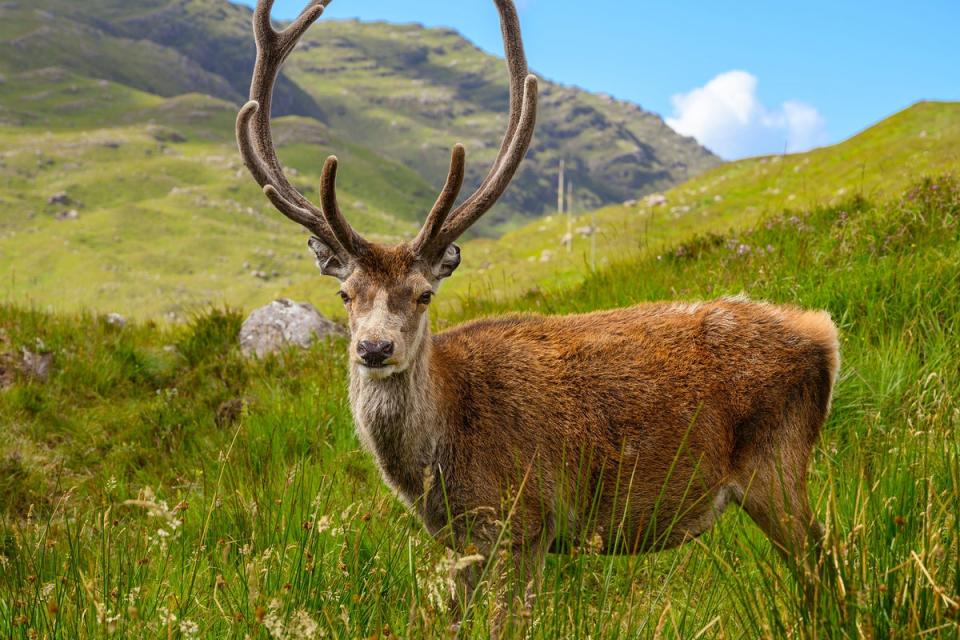 The National Trust for Scotland were forced to euthanise ‘local legend’ Callum (Alamy)