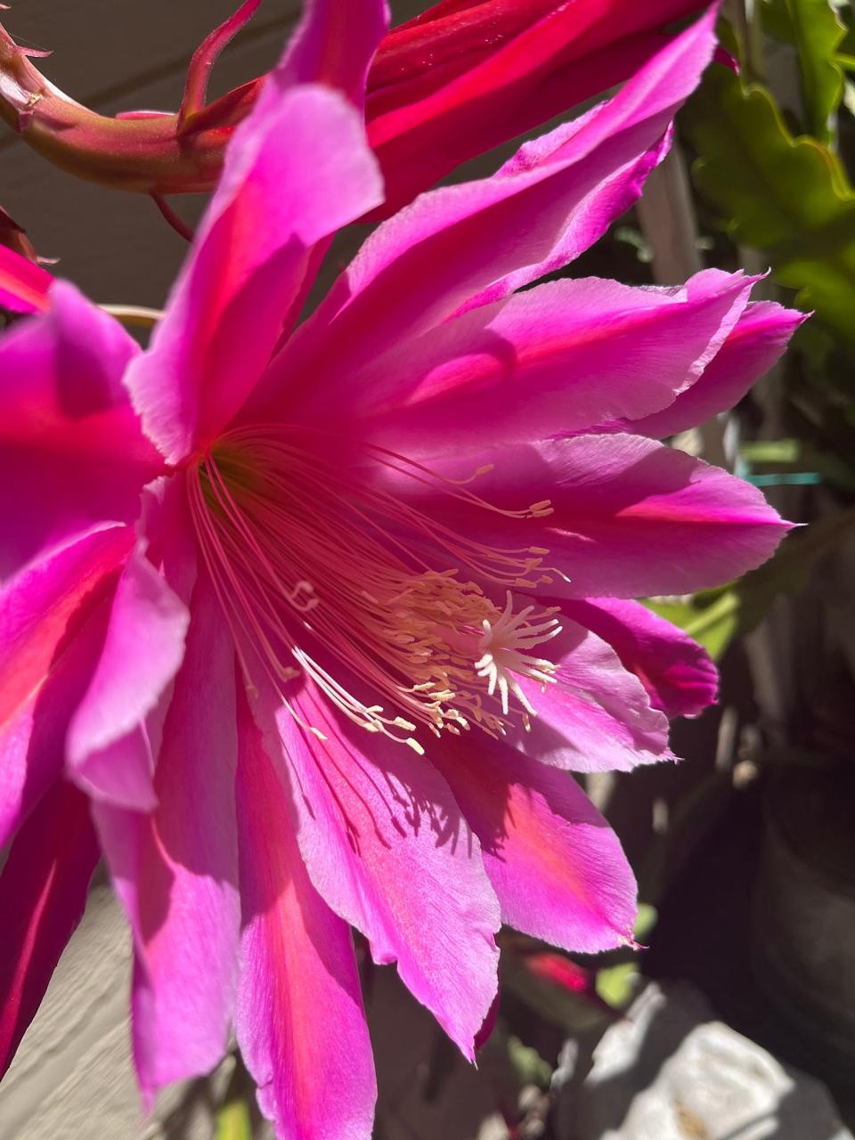 Carol Biggs of Stockton used an Apple iPhone 13 to photograph a Christmas cactus blossom in her neighbor's garden.