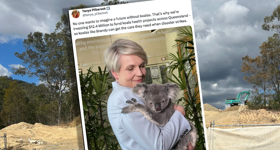 A social media post by Tanya Plibersek cuddling a koala (inset). Koala habitat being destroyed (background)