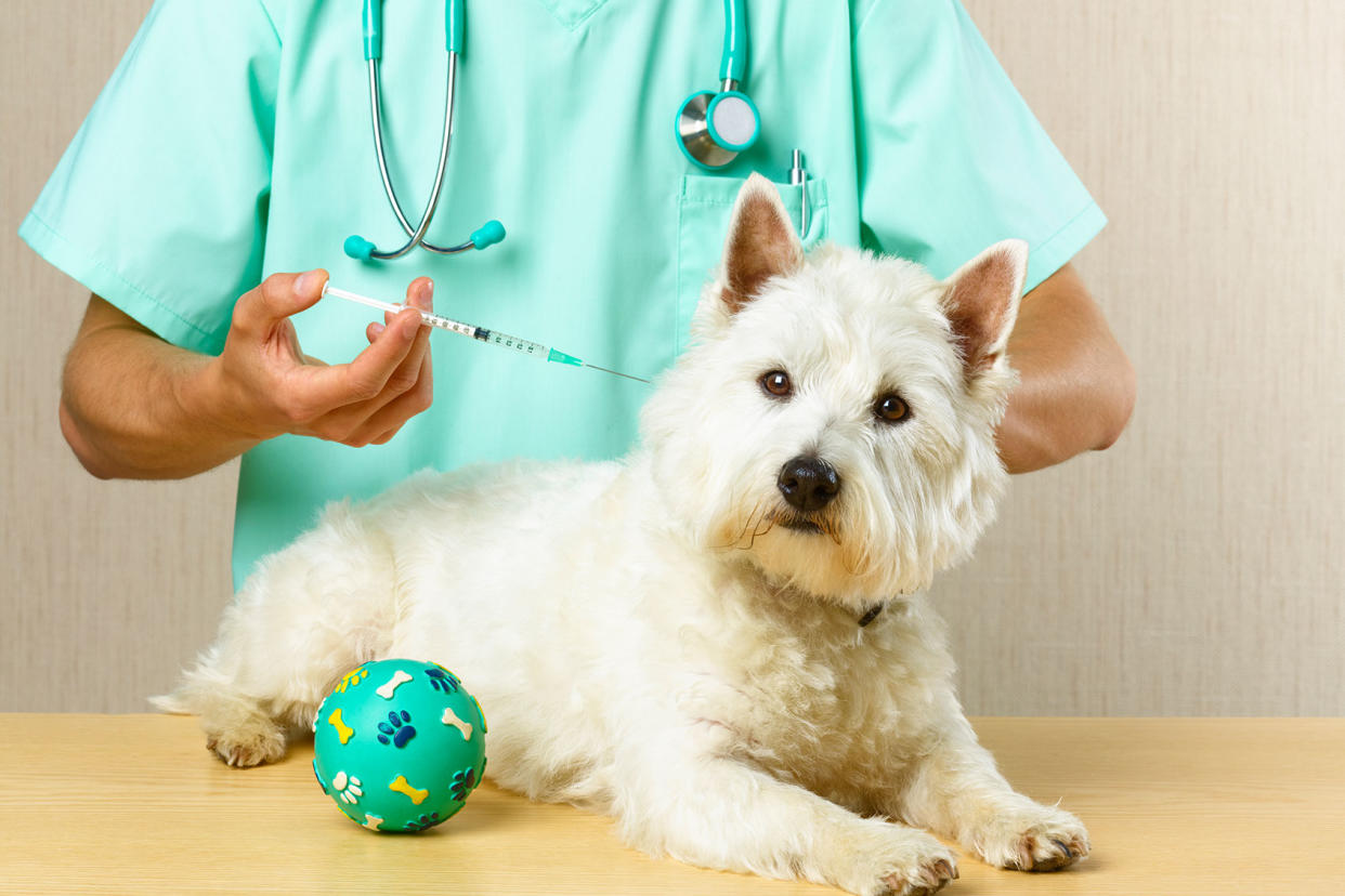 Dog getting vaccine from vet Getty Images/Peter Dazeley