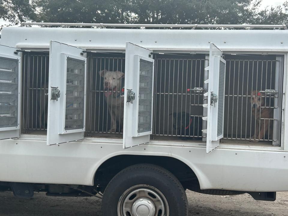 More than 70 dogs and cats at a home in Middleburg were surrendered on Tuesday to Clay County Animal Services.