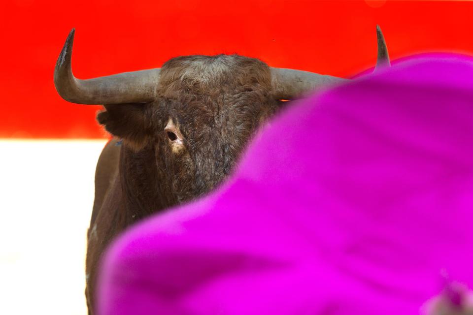 An Alcurrucen's ranch fighting bull looks at a pink capote during a bullfight of the San Fermin festival, in Pamplona, Spain, Sunday, July 7, 2013. Revelers from around the world arrive to Pamplona every year to take part on some of the eight days of the running of the bulls glorified by Ernest Hemingway's 1926 novel "The Sun Also Rises." (AP Photo/Daniel Ochoa de Olza)