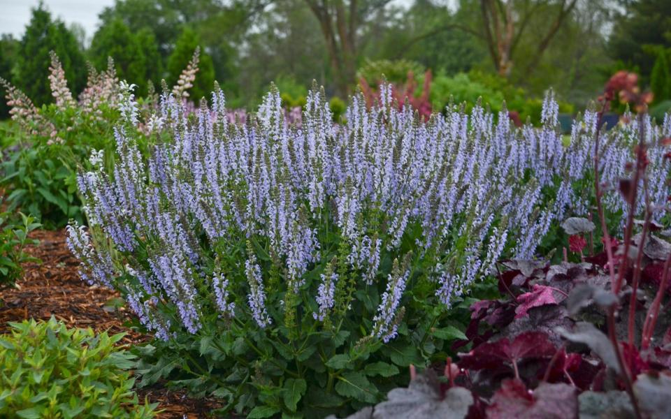 Salvia 'Crystal Blue', runner up Plant of the Year - Credit: Hardy's Cottage Garden Plants