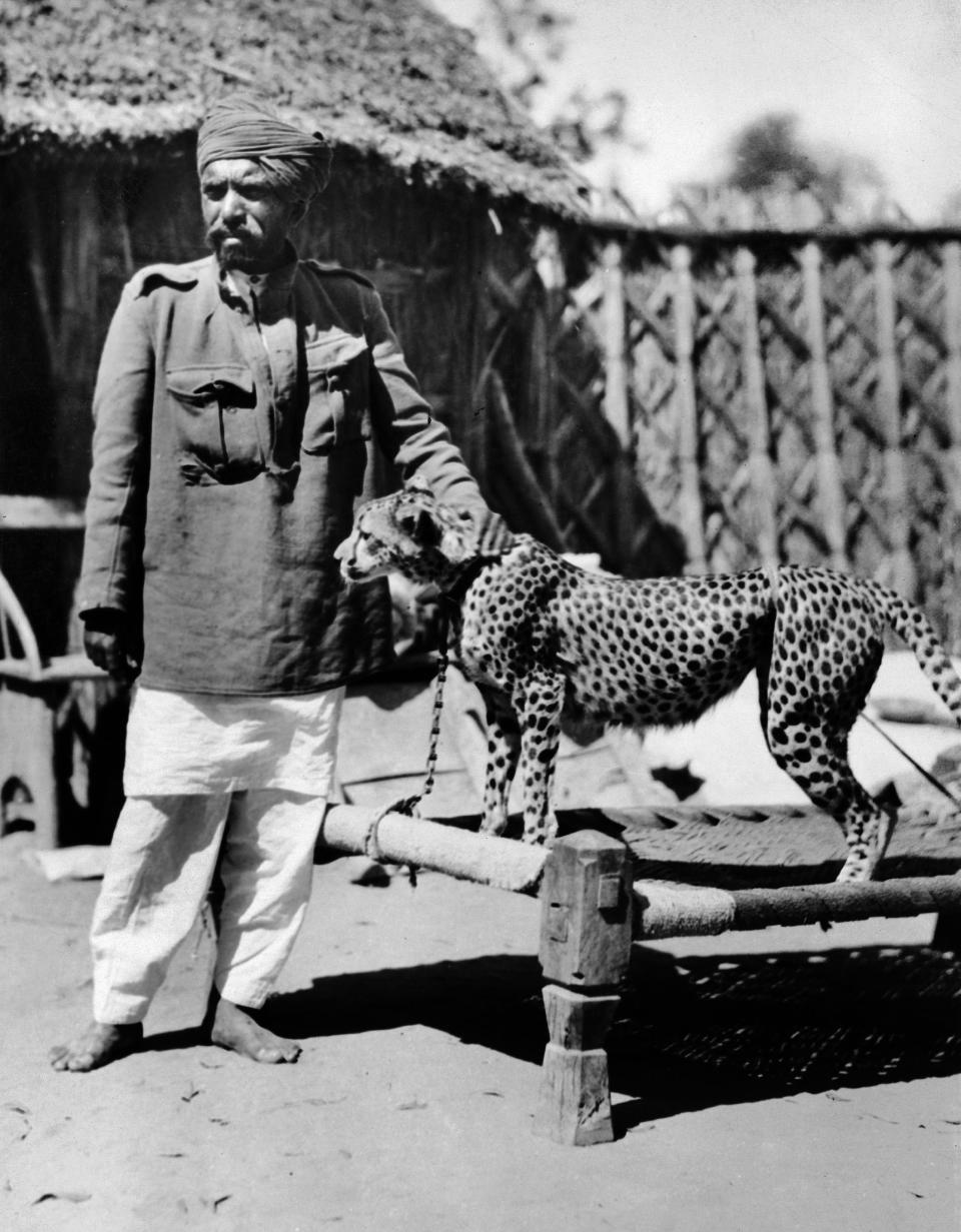 Cheetahs were kept as domestic pets, often chained by the neck in 1930s India. (Keystone-France / via Getty Images file)