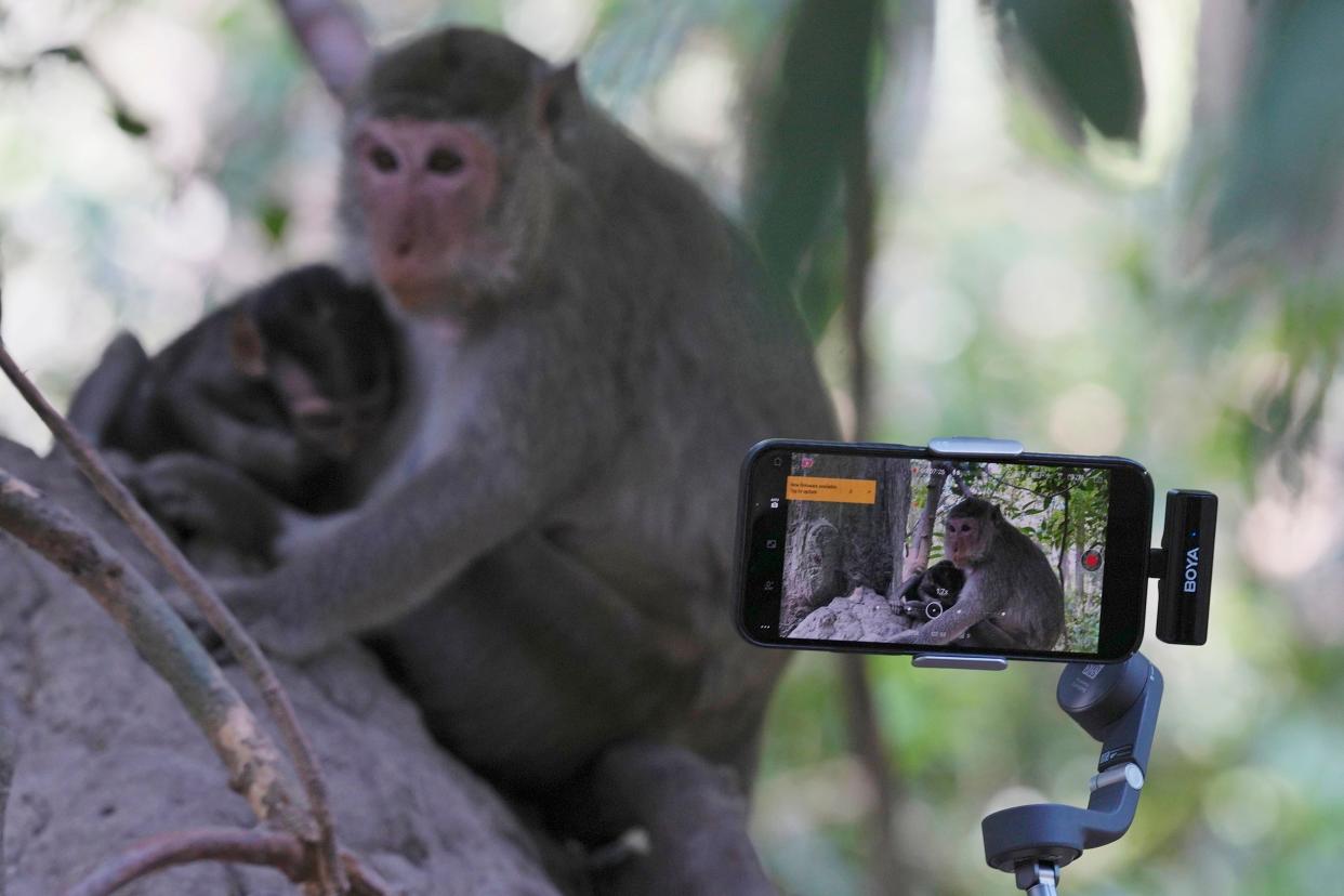 A YouTuber records a mother and baby monkey with his iPhone on a selfie stick near the Bayon temple at Angkor Wat temple complex in Cambodia.