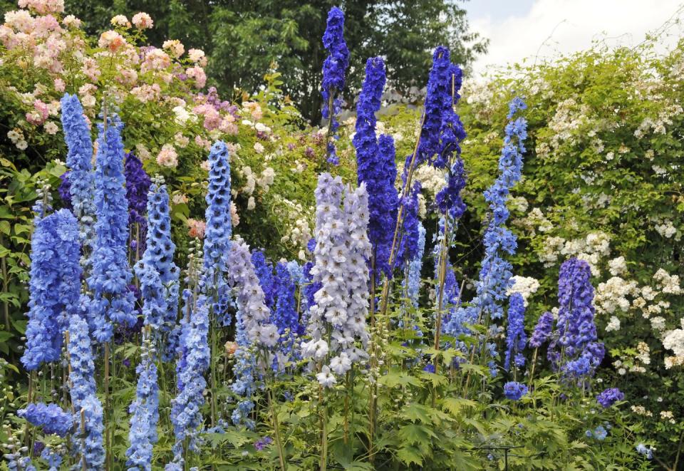 3) Delphinium