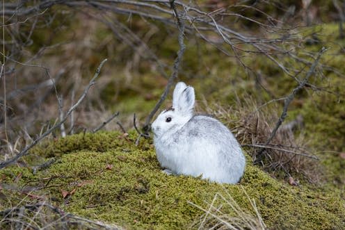 <span class="caption">Snowshoe hares are moving further into the Arctic.</span> <span class="attribution"><span class="source">Dee Carpenter Originals / shutterstock</span></span>