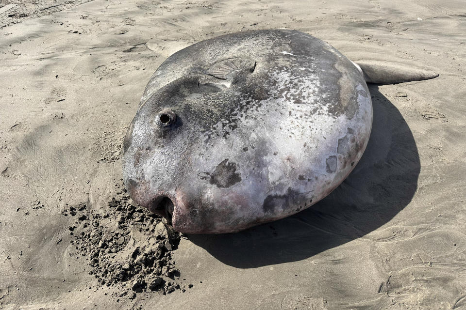 This image provided by Seaside Aquarium shows a hoodwinker sunfish that washed ashore on June 3, 2024, on a beach in Gearhart, Ore. (Tiffany Boothe/Seaside Aquarium via AP)
