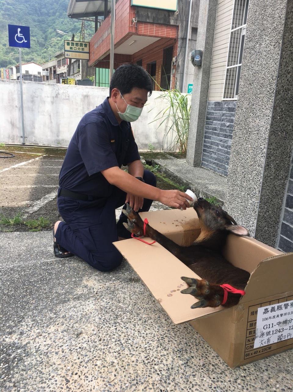 台灣長鬃山羊4日在阿里山公路被撞，警方等待嘉義縣農業處帶回醫治前，先餵他喝水。（中埔分局提供）