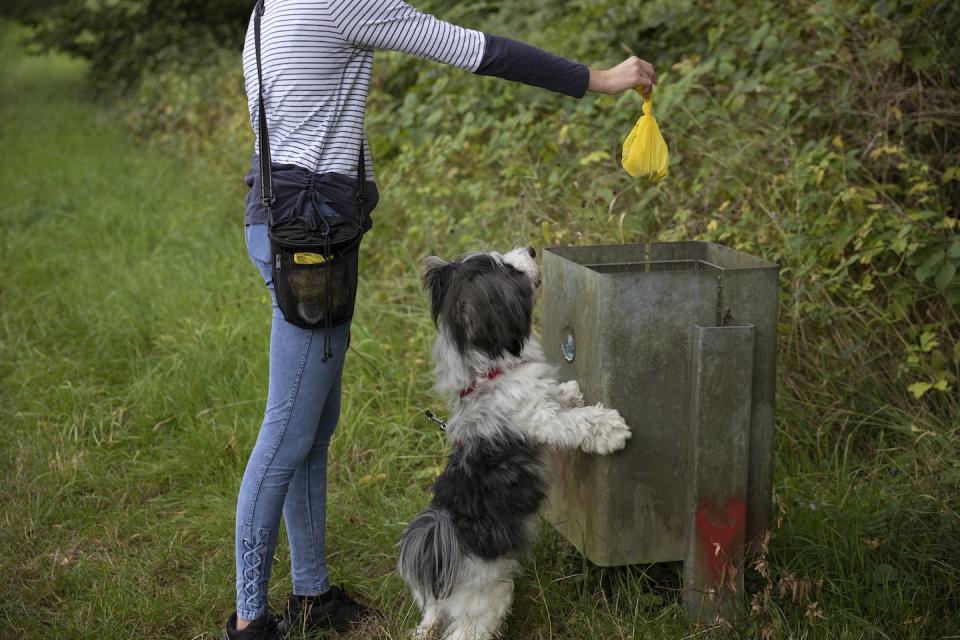 person dropping a bag of dog poop into bin with dog watching