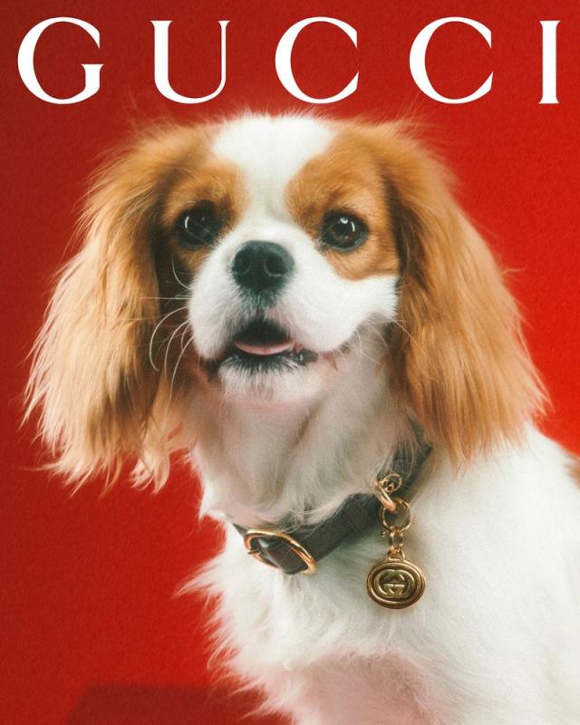 Gucci for pets lands with adorable portraits from Max Siedentopf