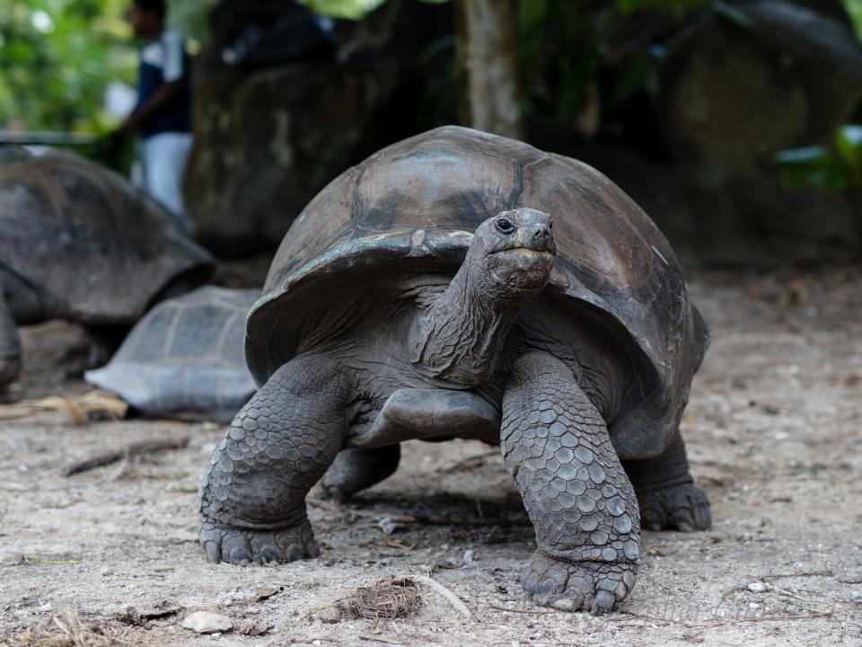 giant tortoises seychelles