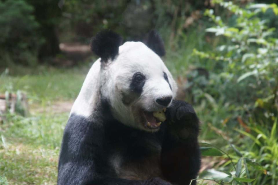 xin xin panda chapultepec