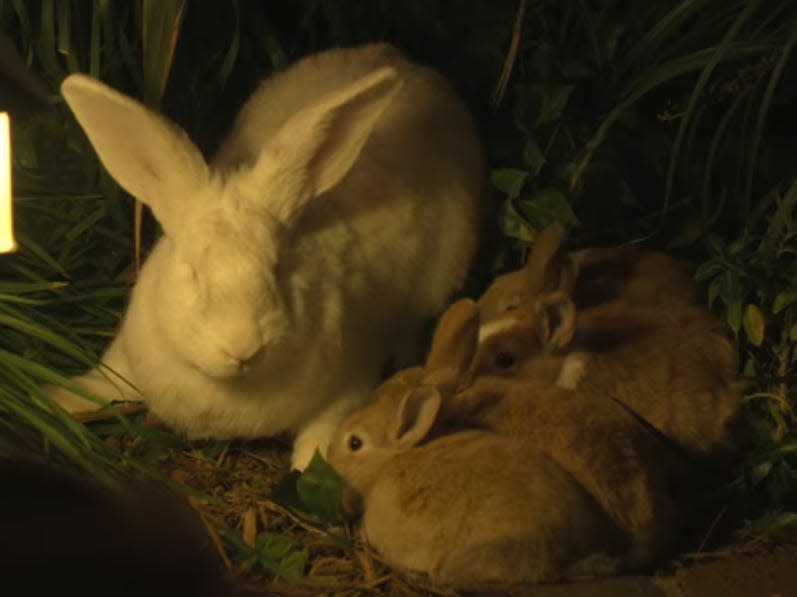 a big bunny and her babies on season three of "You"