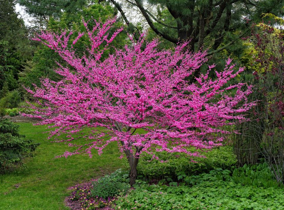 pink flowering trees redbud