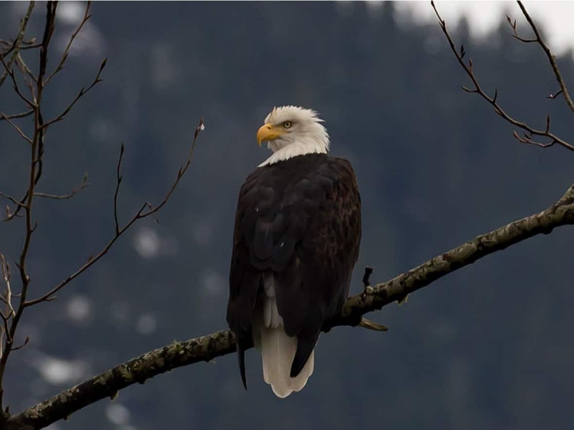 A bald eagle with avian flu was found on the North Shore. This is a file photo. (Vanessa Isnardy/Squamish Environment Society - image credit)