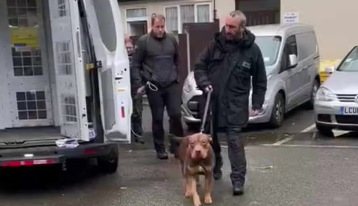 Ace the dog being led into a van by police and volunteers (SEVAL HASSAN)