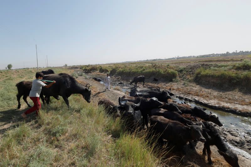 The Wider Image: Drought imperils Iraq's water buffalo and a child's way of life