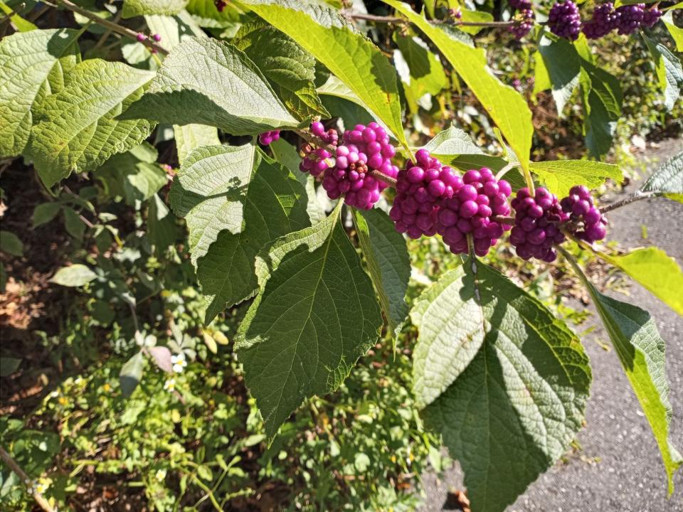 Clusters of magenta berries on American beautyberry in an uncultivated area adds to the beauty of fall.