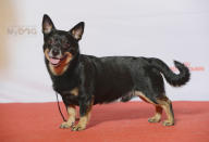 <p>Used as a drover and herder of cattle, the Lancashire heeler has been recognised as a vulnerable native breed by The Kennel Club since 2006. </p>