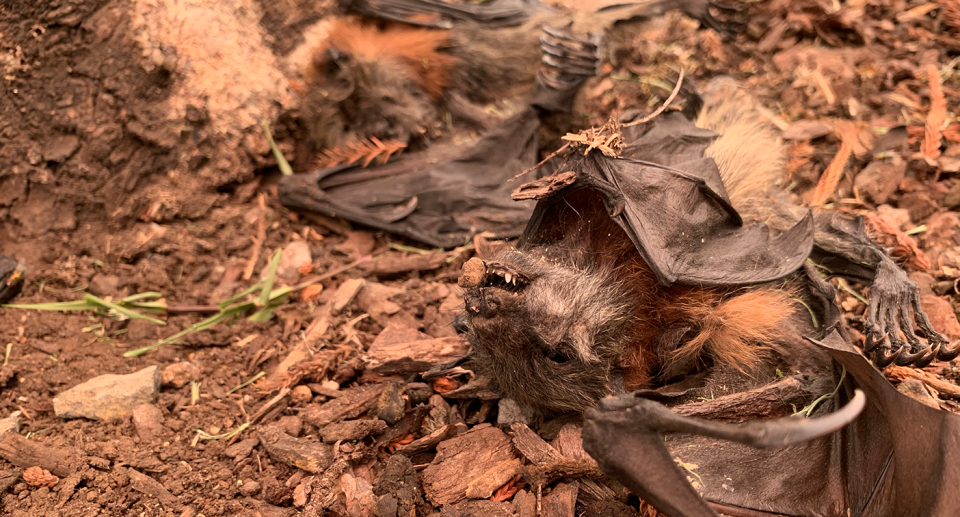 Two dead baby flying foxes lie on the ground