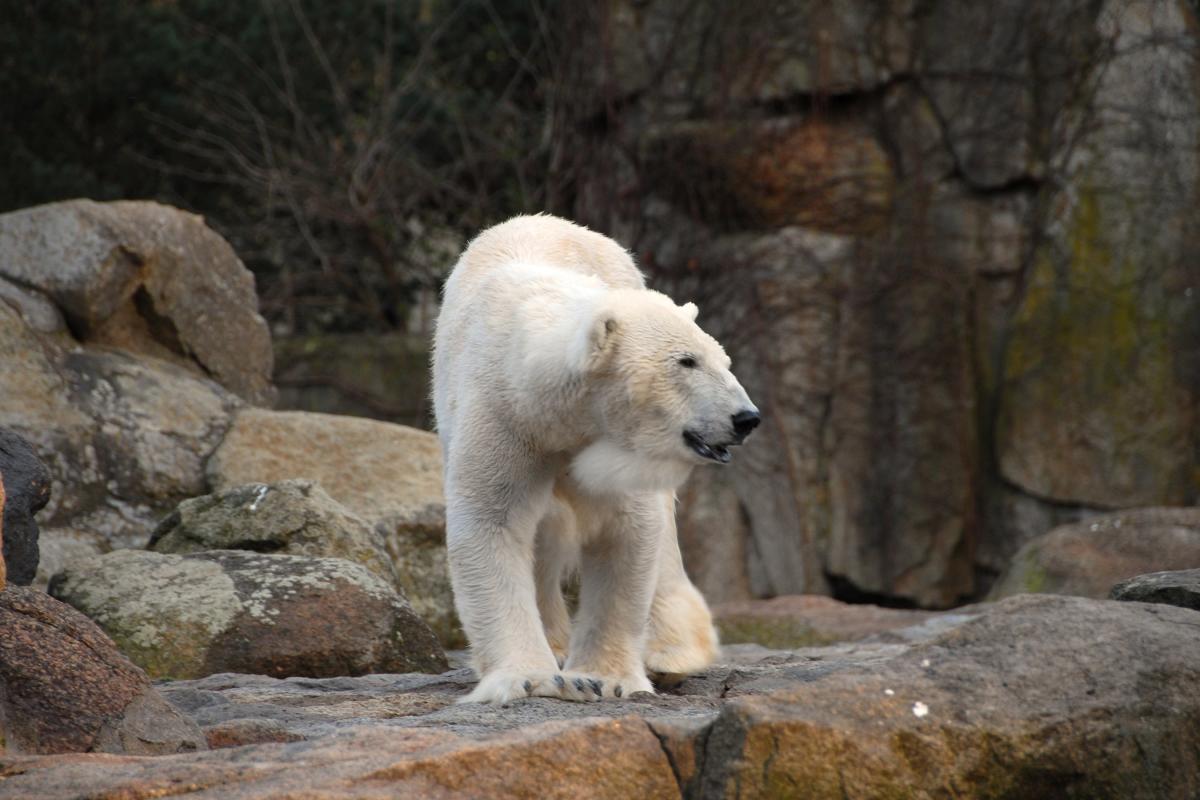 Exhausted Starving Polar Bear Wanders Miles From Habitat To Search For Food In Russian City