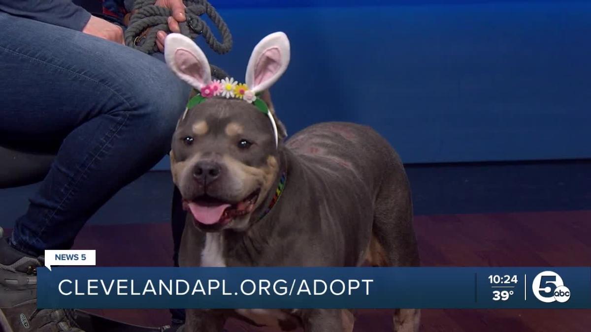 Kallie and Kylo are the Cleveland Animal Protective League's Pets of the  Week