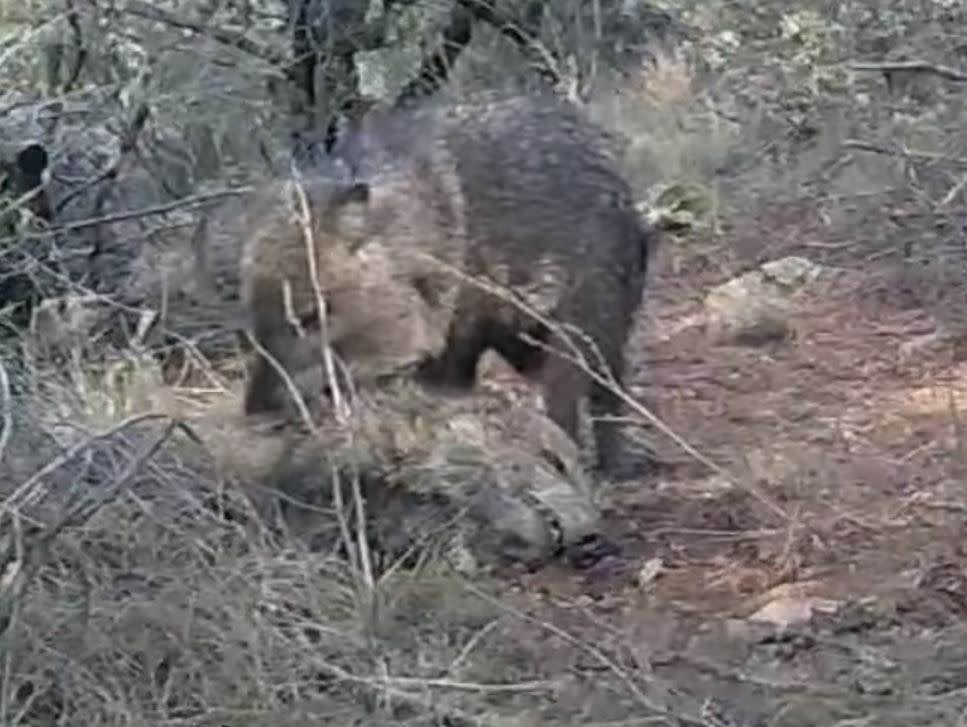 Peccaries, also known as javelinas or skunk pigs, are pig-like hoofed animals native to the Americas: New Scientist