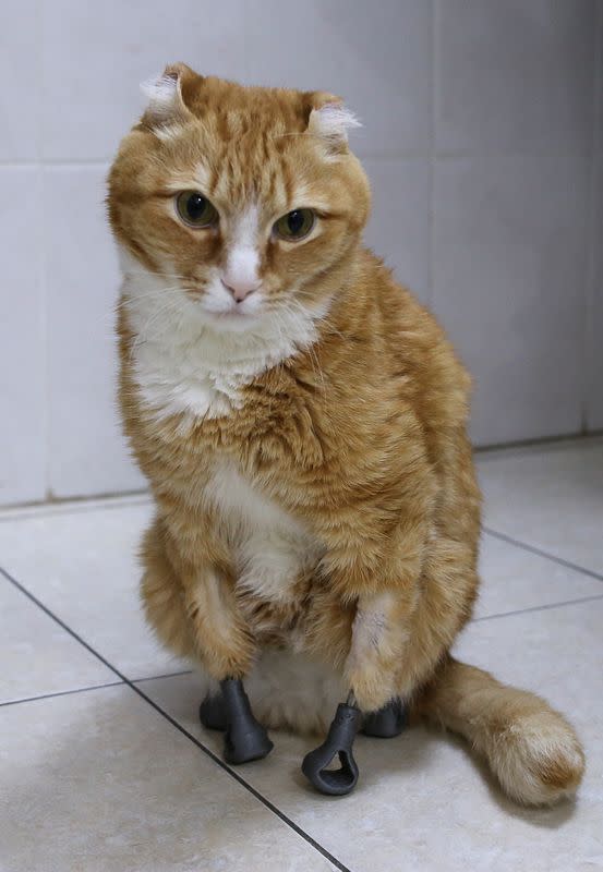 Ryzhik the cat, who lost all four paws and got 3D-printed titanium prosthetics in 2019, is seen at the veterinarian clinic in Novosibirsk