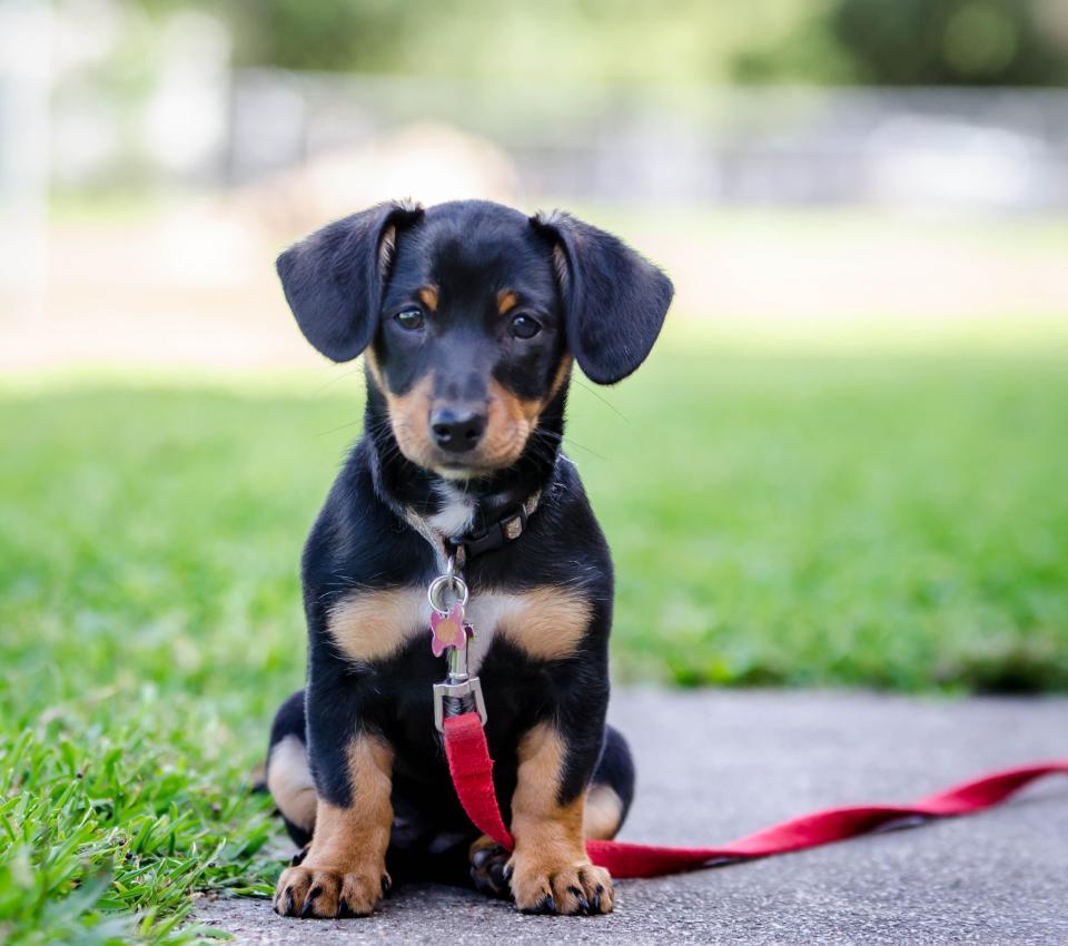 18 Adorable Mixed Breed Dogs You'll Fall in Love With