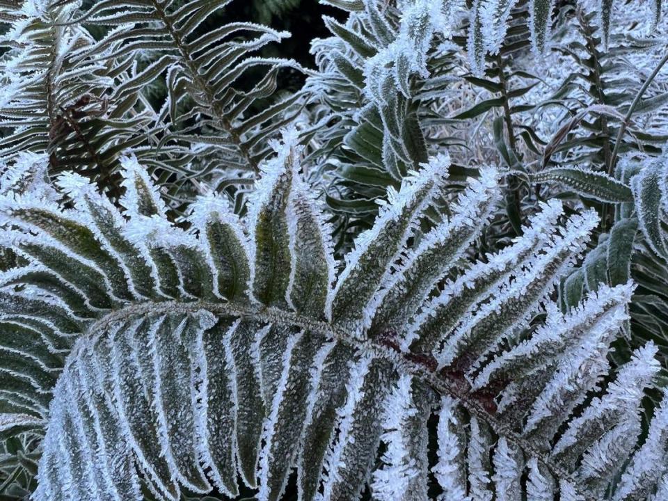 Frost forms on the leaves of a fern in Sudden Valley east of Bellingham as cold Canadian air flooded into Northwest Washington on Nov. 19.