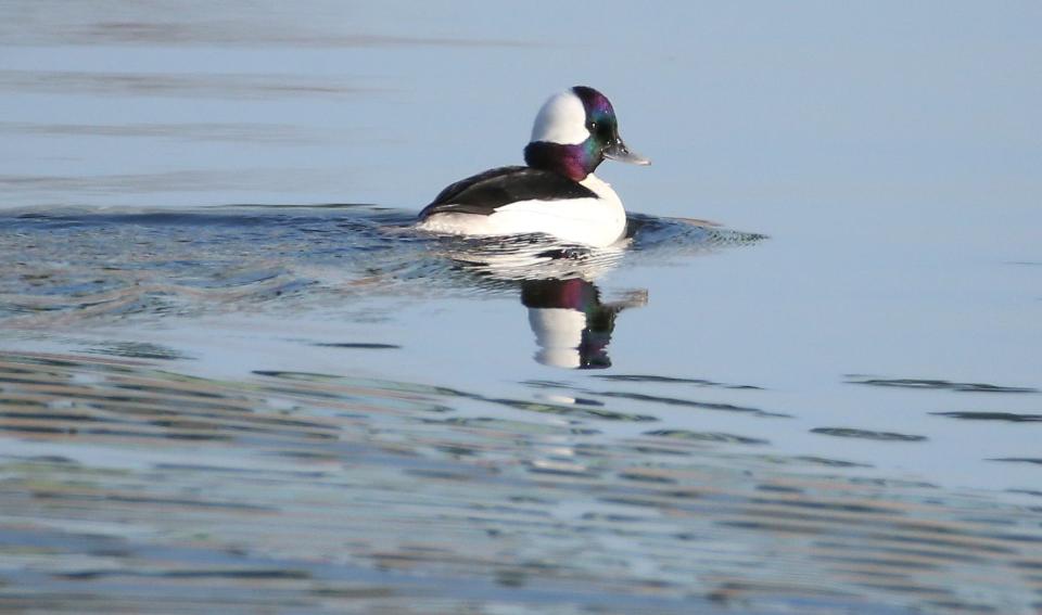 A male Bufflehead glides along in the early morning light on Irondequoit Bay in New York.