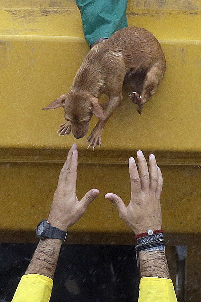 <p>A man reaches to take a small dog from a rescue truck at the east Sam Houston Tollway as evacuations continue from flooding in Houston, Monday, Aug. 28, 2017, following Tropical Storm Harvey. (Photo: Melissa Phillip/Houston Chronicle via AP) </p>