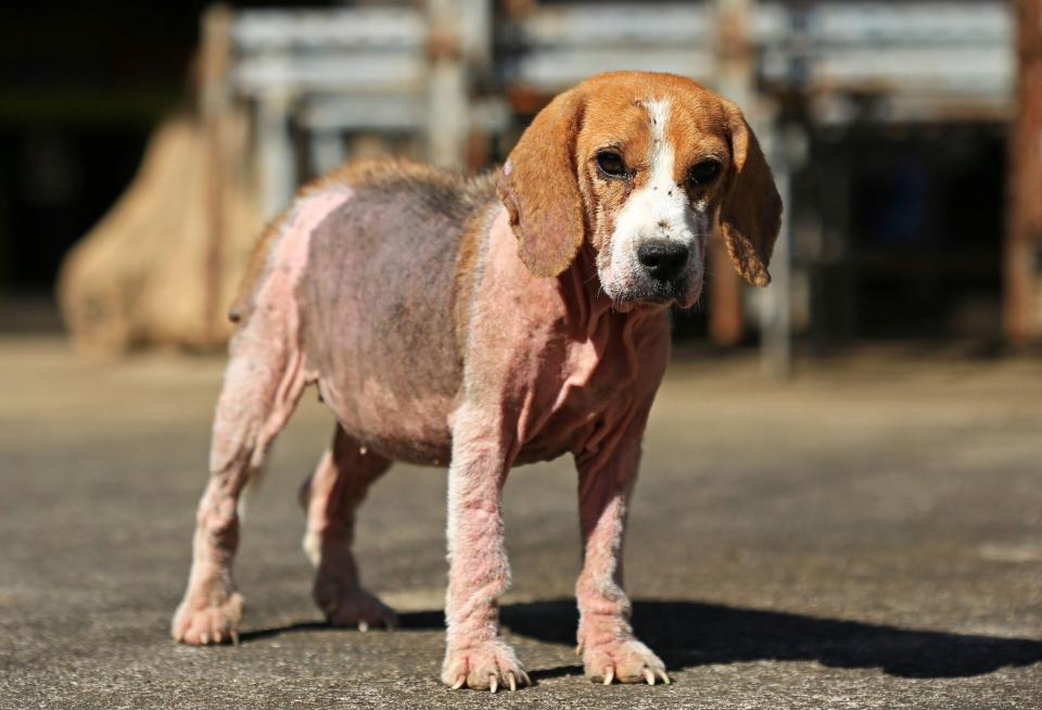 Beagle with demodectic or red mange all over her body