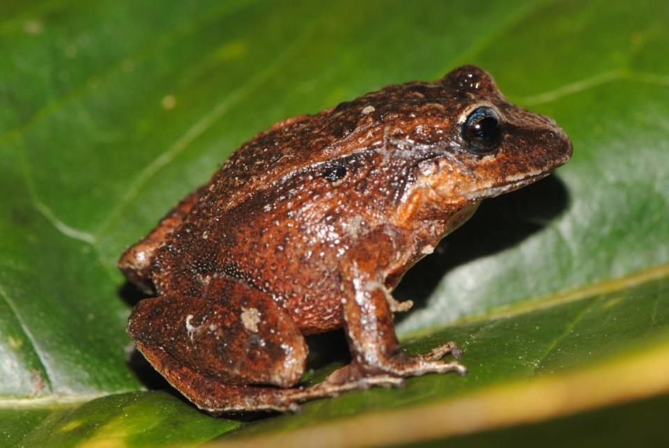 Another Caligophryne doylei, or Doyle’s mist frog.