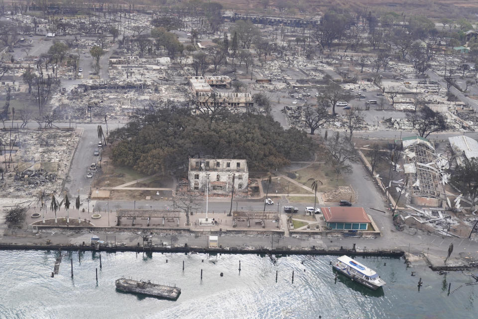 FILE - A banyan tree rises among the wildfire wreckage, Thursday, Aug. 10, 2023, in Lahaina, Hawaii. After the deadly wildfire that destroyed the historic town of Lahaina this summer, people across the world focused their attention on the green leaves sprouting from the scorched, 150-year-old banyan tree as a symbol of hope. Teams rushed to save it. But arborists are also trying to save another set of trees, ones with greater significance in Hawaiian culture, such as breadfruit and kukui nut trees introduced to the island by Polynesian voyagers long ago. (AP Photo/Rick Bowmer, File)