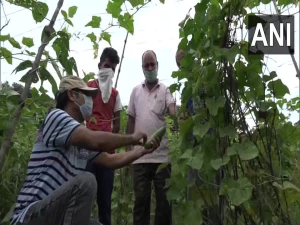 Farmers in their fields in J-K's Kathua. (Photo/ANI)