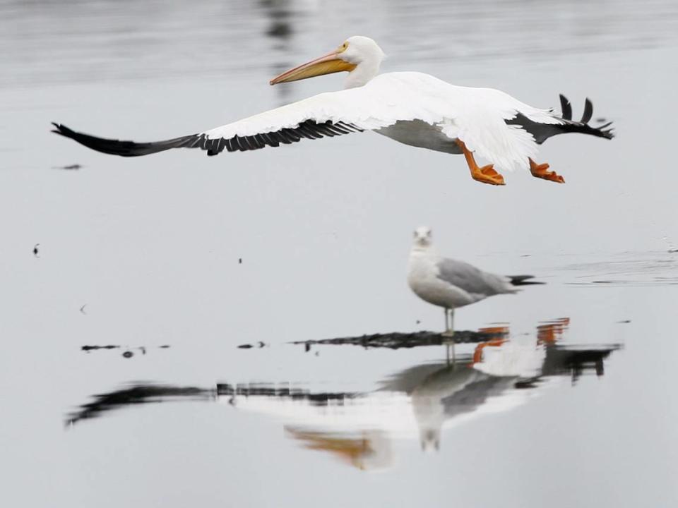 A white pelican flies past a sea gull wading in the water at Robertson Lake on the Escatawpa River in Moss Point. JOHN FITZHUGH/SUN HERALD